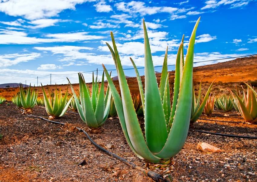 The Aloe Vera plant is nature’s little gift to us. Despite all that 
