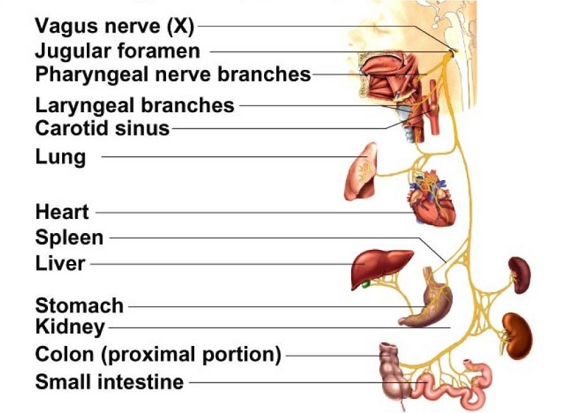 How to Naturally Stimulate Vagus Nerve to Stop Migraines, Inflammation