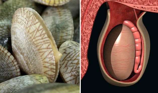Clams-TesticlesFoods-That-Look-Like-Body-Parts