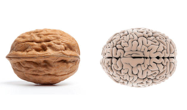 Walnut-BrainFoods-That-Look-Like-Body-Parts