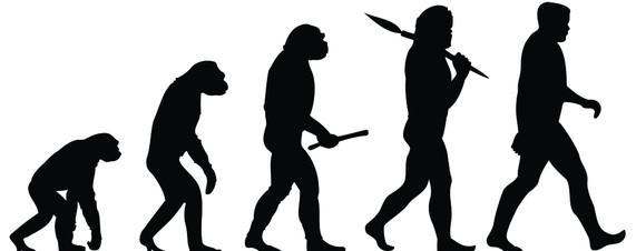 human evolved from ape