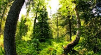 4 Eccentric Ways Trees Can Heal You