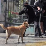 11-The Story of Loukanikos and Other Greek Riot Dogs