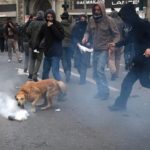 13-The Story of Loukanikos and Other Greek Riot Dogs