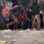 15-The Story of Loukanikos and Other Greek Riot Dogs