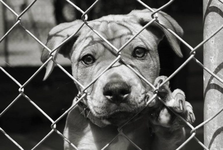 Read more about the article 7 Reasons That Adopting a Pet Is One of the Best Decisions You Will Ever Make‏