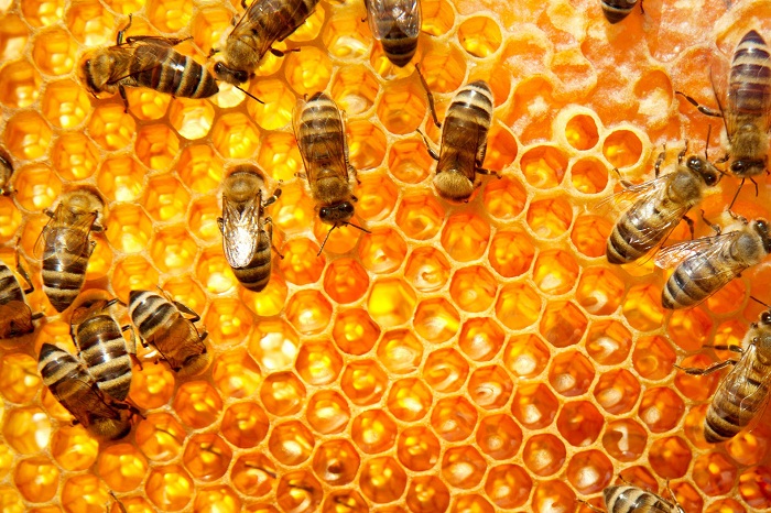 Read more about the article New Harvard Study Proves Why The Bees Are All Disappearing
