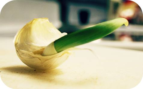 garlic-foods-that-can-be-regrown