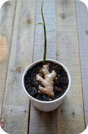 ginger-foods-that-can-be-regrown