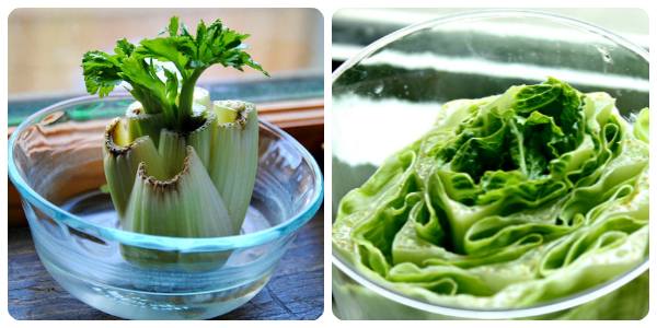 lettuce-foods-that-can-be-regrown