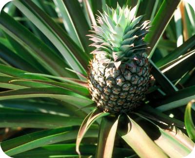 pineapple-foods-that-can-be-regrown
