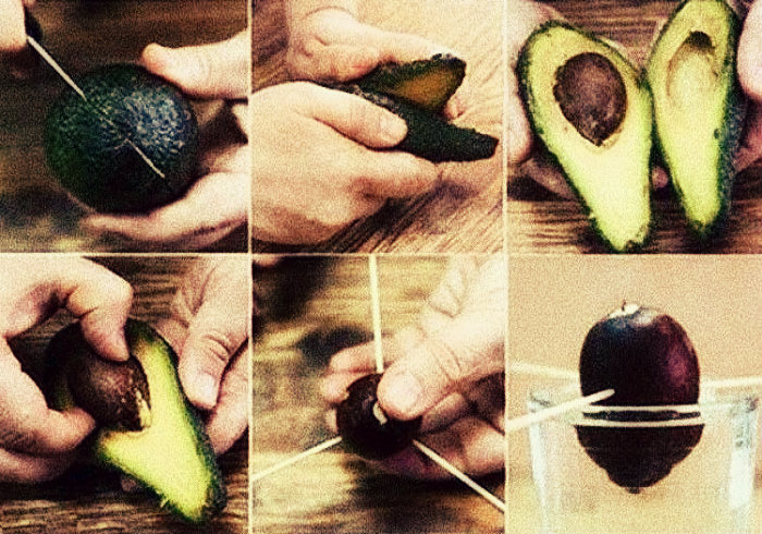 Read more about the article How to Grow an Avocado Tree for Endless Organic Avocados