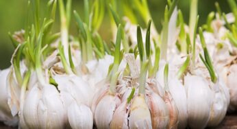 Sprouted Garlic and Its Amazing Benefits: Don’t Throw It Away!