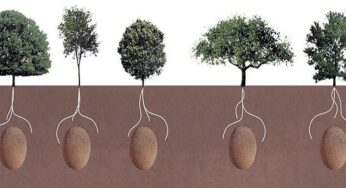 Ingenious, Organic Burial Capsules Will Transform Your Loved Ones Into Trees After They Die