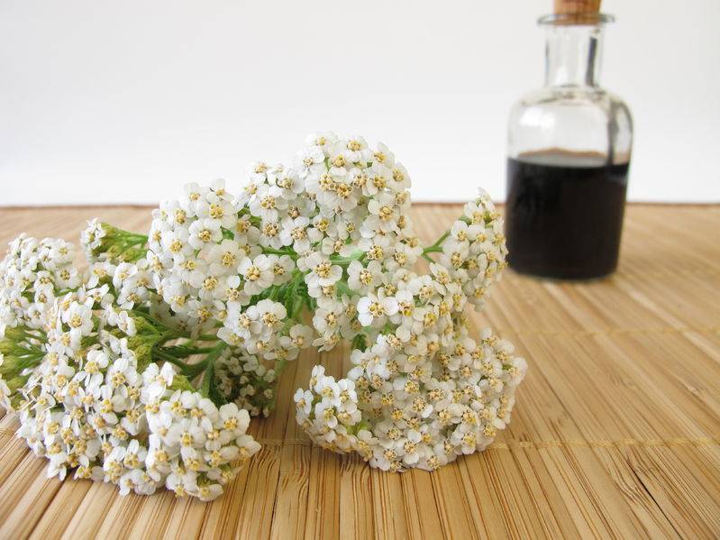 How to Make a Yarrow Insect Repellant