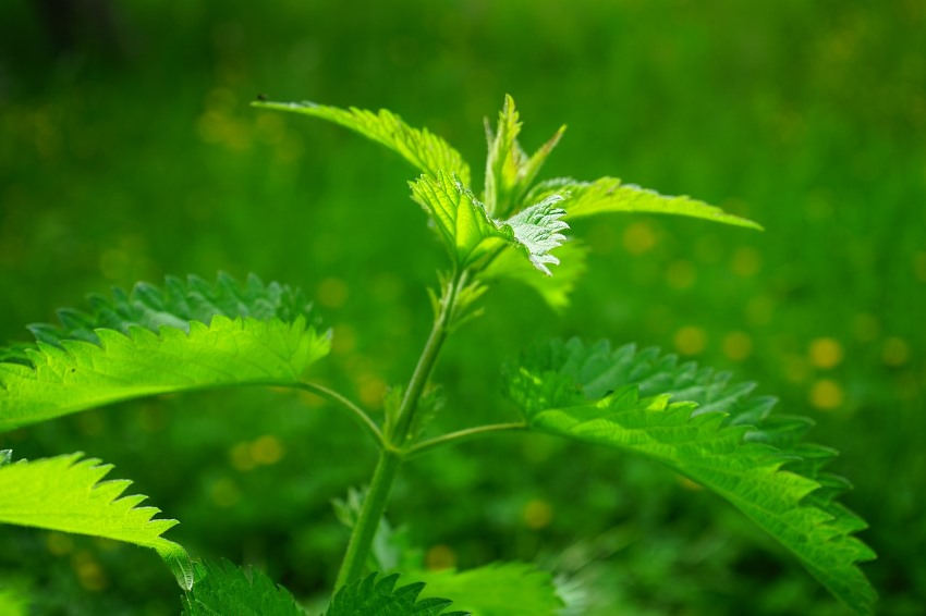 nettle powerful healing herbs common weeds