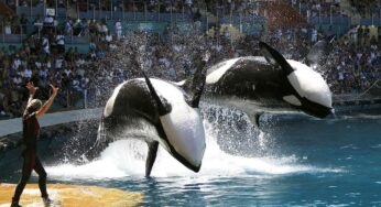 Blackfish: the Startling Documentary That Exposes the Truth about Captive Animals