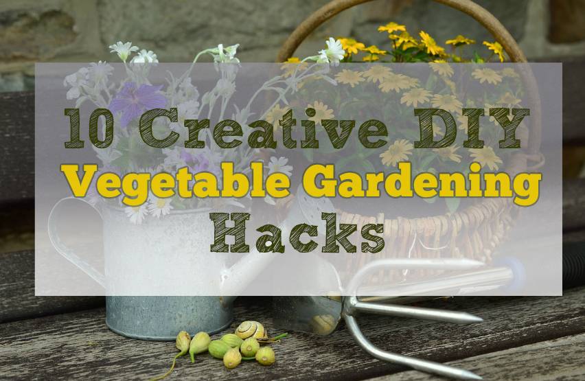 Creative DIY Vegetable Gardening Hacks