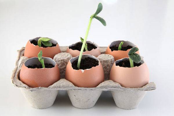 Raise your seedling from eggshells