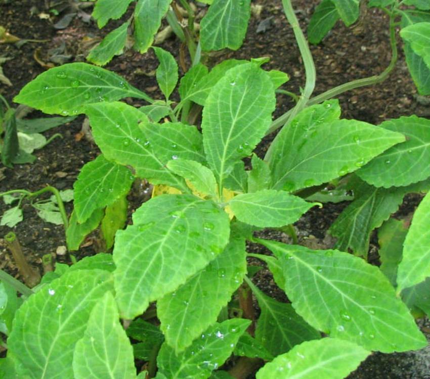 Salvia divinorum - Herba de Maria