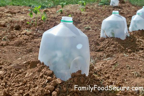 Use Your Milk Jugs to Protect Your Seedlings