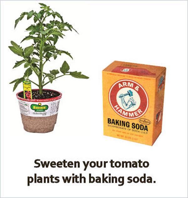 Use baking soda for sweeter tomatoes