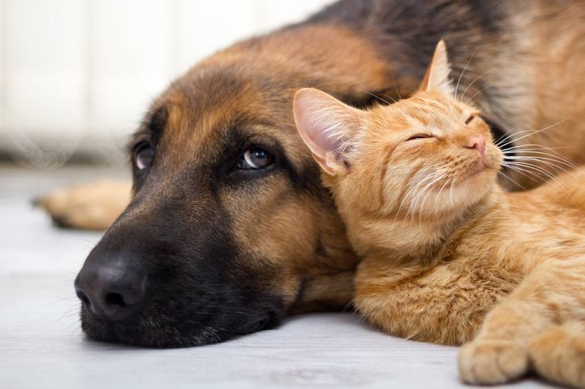 Cat People Are More Intelligent Than Dog People