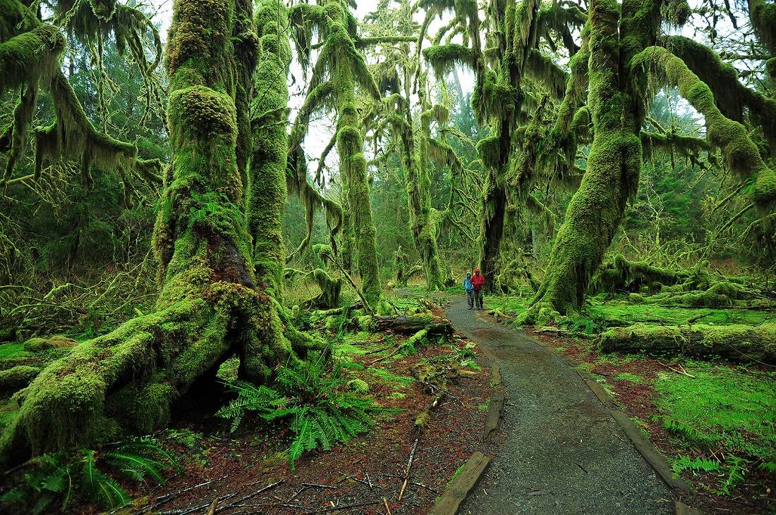 Hoh Rain Forest, Washington, USA