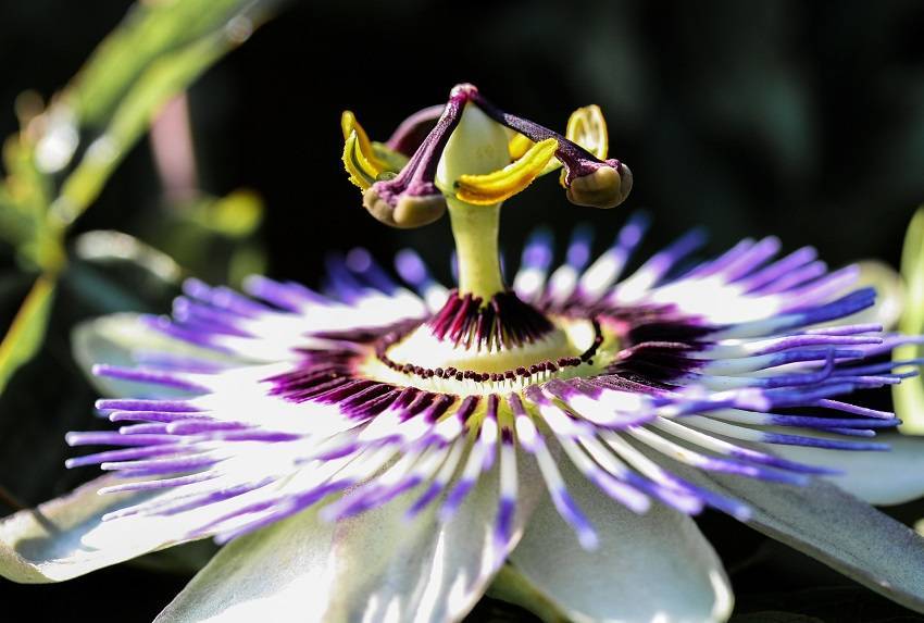 Passionflower a Natural Sedative