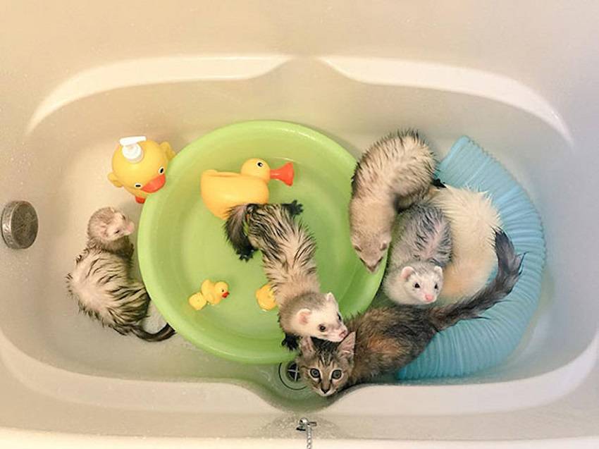 Stray Kitten Growing up with 5 Ferrets