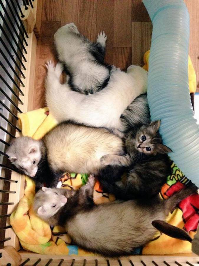rescue-kitten-komari-ferret-brothers-52