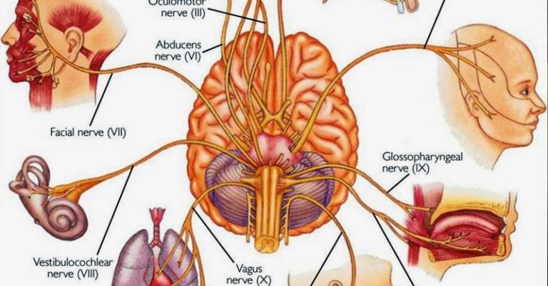 Read more about the article How to Naturally Stimulate Vagus Nerve to Stop Migraines, Inflammation and Depression!