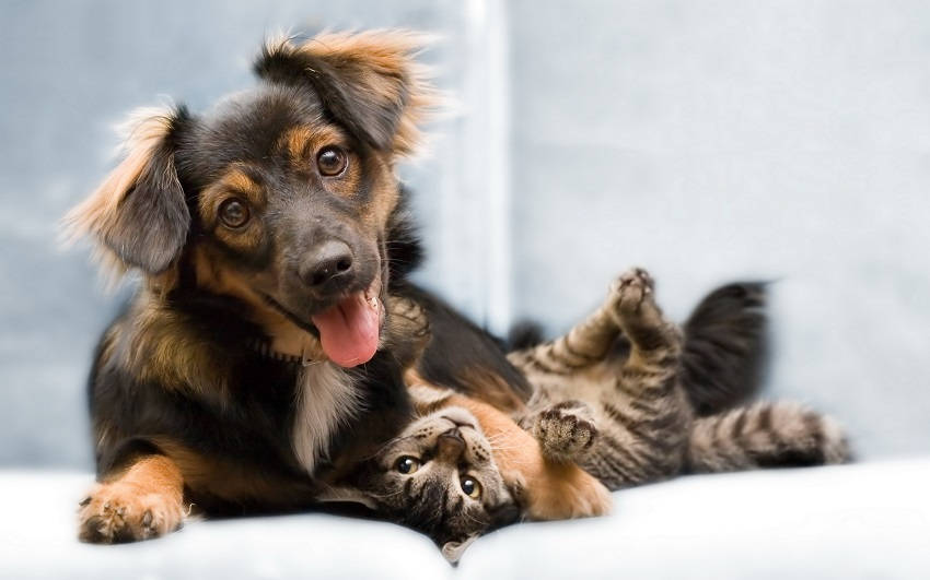Differences between Cats and Dogs
