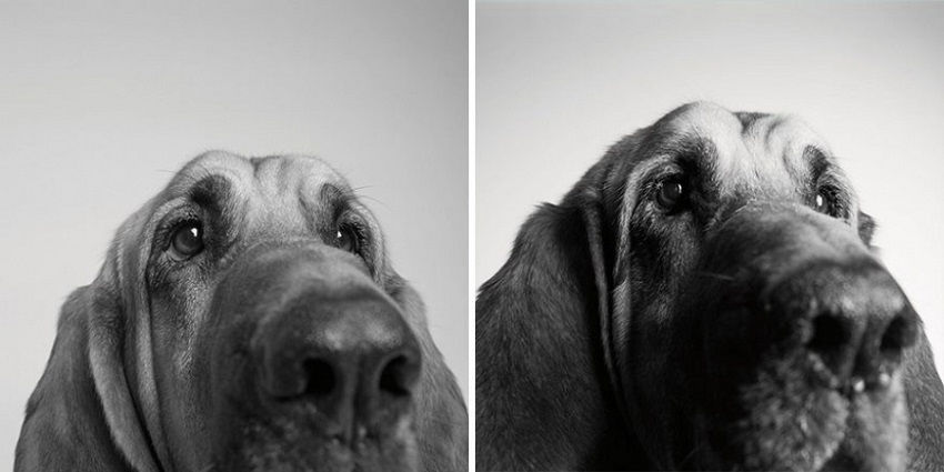 dogs-getting-older_4