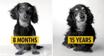 Striking Photos of Aging Dogs Show Their Transformation from Playful Pups to Wise Old Friends