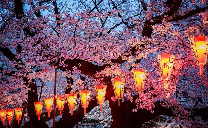 Evening cherry blossoms - spring-japan-cherry-blossoms-national-geographics