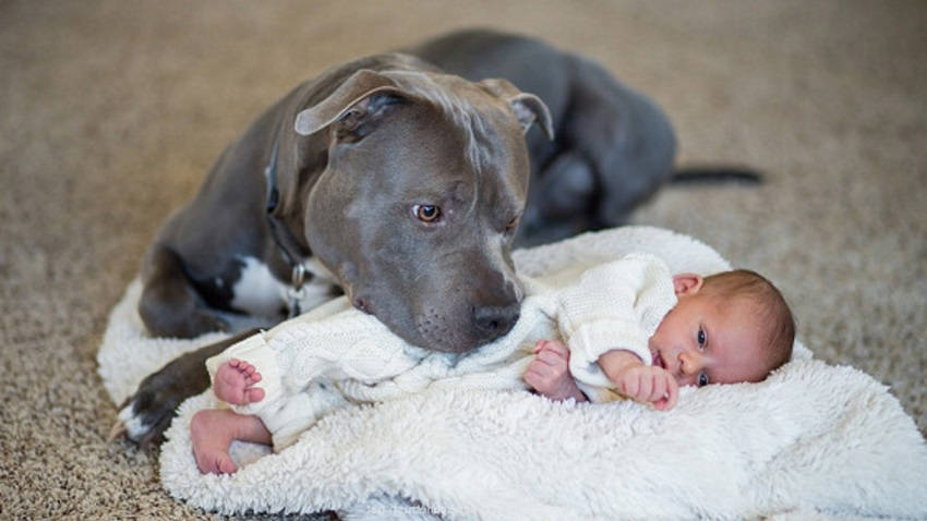 This Story about the Incredible Bond between a Pit Bull 