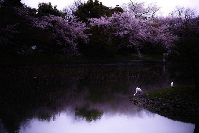 Sakura Reverie - spring-japan-cherry-blossoms-national-geographics
