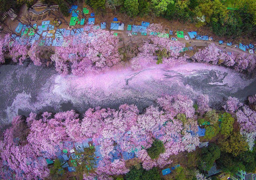 Sakura River - Photos of Japan’s Cherry Blossom