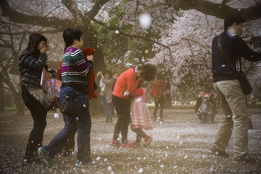 Sakura blizzard