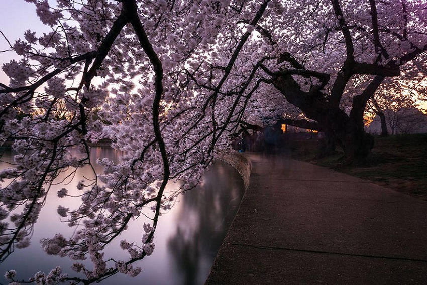 Tunnel of cherry blossoms