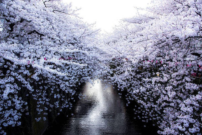 White Wall - spring-japan-cherry-blossoms-national-geographics