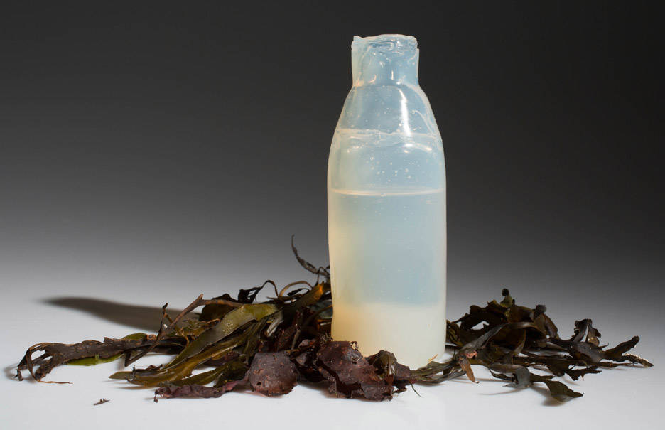 algae-water-bottle
