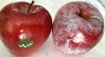 How to See If There Is a Cancer Causing Wax on Apples and Other Fruits