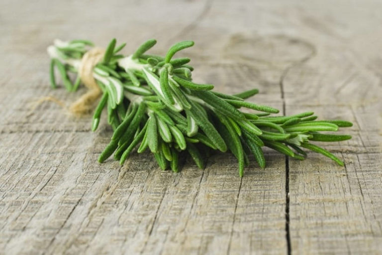 Read more about the article Study Finds Sniffing Rosemary Can Improve Memory by up to 75%!