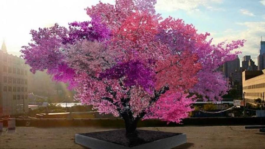 Tree produces 40 different kinds of fruit