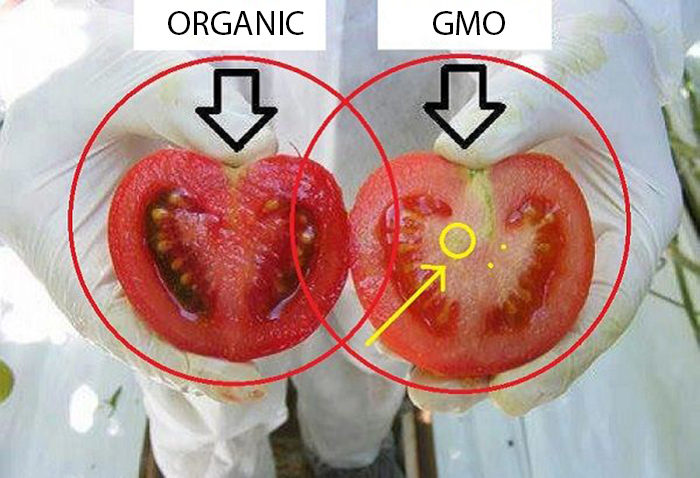 Read more about the article How to Differentiate GMO Tomatoes from Organic Ones in These Two Simple Steps