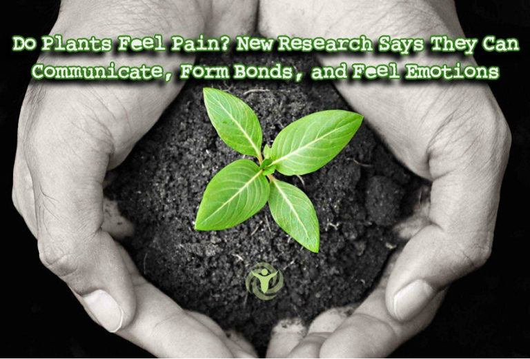Read more about the article Do Plants Feel Pain? New Research Reveals the Unexpected Truth