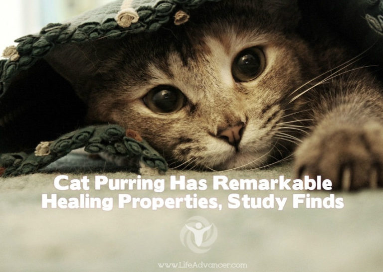 Read more about the article Cat Purring Has Remarkable Healing Properties, Study Finds