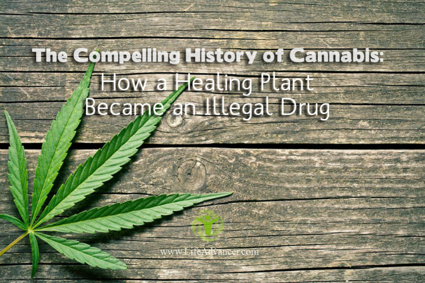 History of Cannabis Healing Plant Illegal Drug